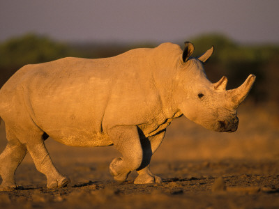 White Rhinoceros Walking, Etosha National Park, Namibia by Tony Heald Pricing Limited Edition Print image