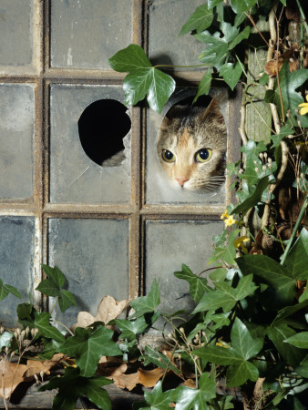 Tabby Tortoiseshell In An Ivy-Grown Window Of A Deserted Victorian House by Jane Burton Pricing Limited Edition Print image