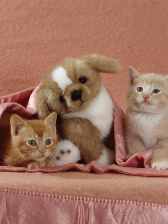 Domestic Cat, Ginger And Cream Kittens With Toy Puppy In A Pink Blanket, Bedroom by Jane Burton Pricing Limited Edition Print image
