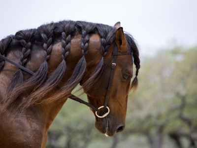 Bay Andalusian Stallion, With Plaited Mane And Bridle, Austin Texas, Usa by Carol Walker Pricing Limited Edition Print image