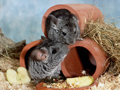 Long-Tailed Chinchillas At Play by Steimer Pricing Limited Edition Print image