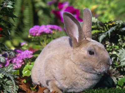 Mini Rex Rabbit, Usa by Lynn M. Stone Pricing Limited Edition Print image