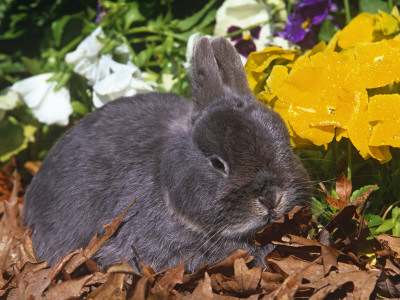 Netherland Dwarf Rabbit, Amongst Flowers, Usa by Lynn M. Stone Pricing Limited Edition Print image