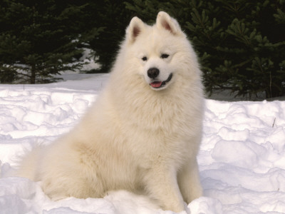 Samoyed Dog In Snow, Usa by Lynn M. Stone Pricing Limited Edition Print image