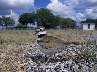 Killdeer Plover, Shading Eggs On Nest From The Sun, Welder Wildlife Refuge, Sinton, Texas, Usa by Rolf Nussbaumer Pricing Limited Edition Print image