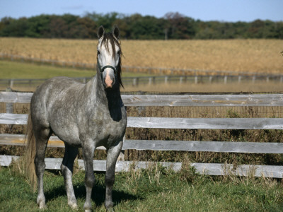 Lipizzaner Horse, Temple Farm, Wadsworth, Illinois, Usa by Lynn M. Stone Pricing Limited Edition Print image