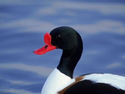 Shelduck Portrait (Tadorna Tadorna), Slimbridge, Gloucestershire, England, Uk, Europe by Andrew Harrington Pricing Limited Edition Print image