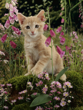 Domestic Cat, Cream Burmese-Cross Cat Among Foxgloves by Jane Burton Pricing Limited Edition Print image