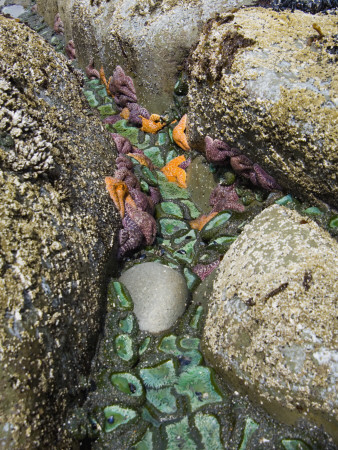 Giant Green Anemones, And Ochre Sea Stars, Exposed On Rocks, Olympic National Park, Washington, Usa by Georgette Douwma Pricing Limited Edition Print image