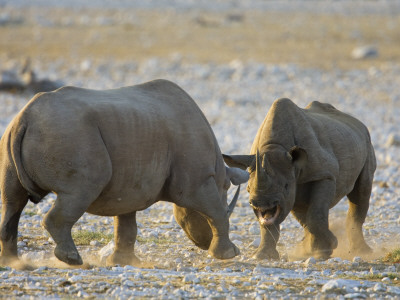 Black Rhinoceroses, Female Rejecting Amorous Male's Advances, Etosha National Park, Namibia by Tony Heald Pricing Limited Edition Print image