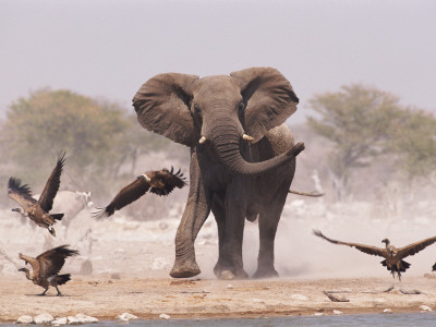 African Elephant, & Whitebacked Vultures By Waterhole, Etosha National Park, Namibia by Tony Heald Pricing Limited Edition Print image