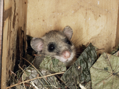 Fat Dormouse In Bird Nestbox, Switzerland by Rolf Nussbaumer Pricing Limited Edition Print image