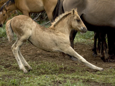 Mustang / Wild Horse Filly Stretching, Montana, Usa Pryor Mountains Hma by Carol Walker Pricing Limited Edition Print image