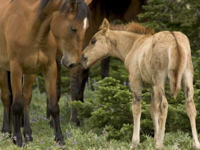 Mustang / Wild Horse Filly Nosing Stallion, Montana, Usa Pryor Mountains Hma by Carol Walker Pricing Limited Edition Print image