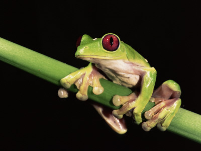Maroon Eyed Leaf Frog, Esmeraldas, Ecuador by Pete Oxford Pricing Limited Edition Print image