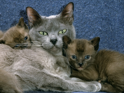 Domestic Cat, Blue Burmese With 4-Week Brown Burmese Kittens by Jane Burton Pricing Limited Edition Print image