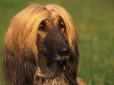 Domesitic Dog, Afghan Hound Face Portrait by Adriano Bacchella Pricing Limited Edition Print image