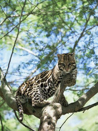 Ocelot In Tree by Pete Oxford Pricing Limited Edition Print image