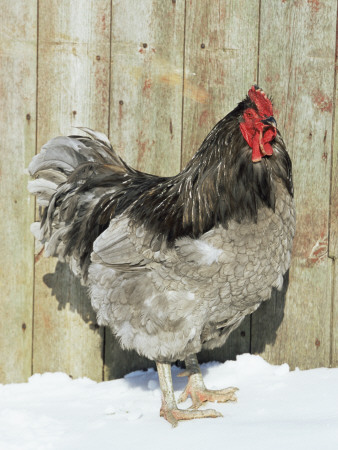 Blue Orpington Domestic Chicken, In Snow, Usa by Lynn M. Stone Pricing Limited Edition Print image