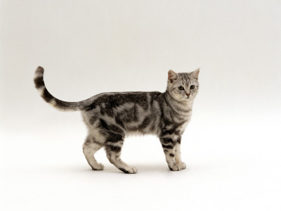 Domestic Cat, 6-Month Silver Tabby Male Kitten by Jane Burton Pricing Limited Edition Print image
