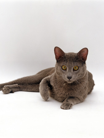 Domestic Cat, One-Year Blue Siamese Burmese Cross by Jane Burton Pricing Limited Edition Print image