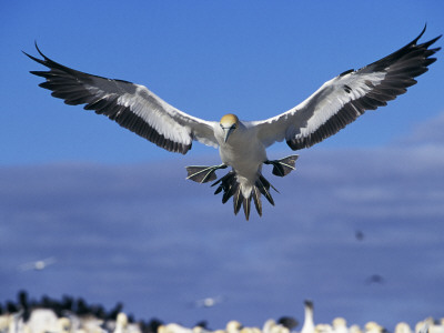 Cape Gannet Landing, Lamberts Bay, South Africa by Tony Heald Pricing Limited Edition Print image