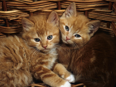 Domestic Cat, Ginger Male Kittens Sitting In A Wicker Basket by Jane Burton Pricing Limited Edition Print image