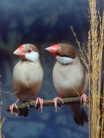 Java Sparrows, Cream (Padda Oryzivora) by Reinhard Pricing Limited Edition Print image