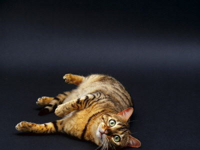Domestic Cat, Female Brown Spotted Bengal Lying On Floor by Jane Burton Pricing Limited Edition Print image