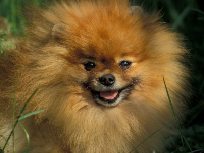 Pomeranian Portrait by Adriano Bacchella Pricing Limited Edition Print image