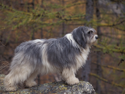 Polish Lowland Sheepdog On The Lookout by Adriano Bacchella Pricing Limited Edition Print image