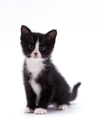 Domestic Cat, Black And White Kitten by Jane Burton Pricing Limited Edition Print image