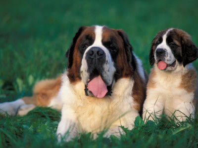 St. Bernard With Puppy In Grass by Adriano Bacchella Pricing Limited Edition Print image