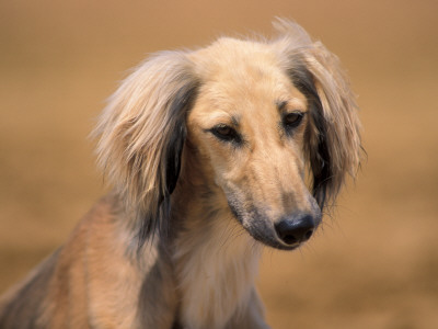 Saluki Portrait by Adriano Bacchella Pricing Limited Edition Print image