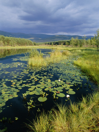 Loch And Pine Forest In Stormy Light, Strathspey, Highlands, Scotland, Uk by Pete Cairns Pricing Limited Edition Print image