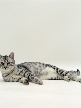 Domestic Cat, 5-Months, Lying On Floor by Jane Burton Pricing Limited Edition Print image