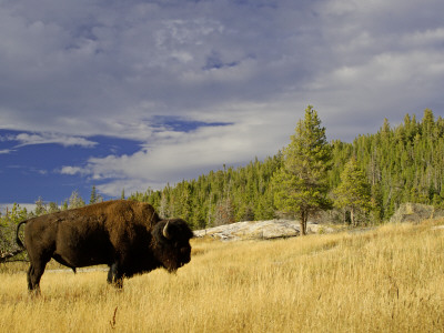 Bison (Bison Bison) Yellowstone National Park, Wyoming, Usa by Rolf Nussbaumer Pricing Limited Edition Print image