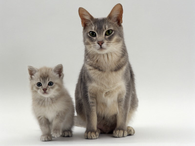 Domestic Cat, Blue Burmese-Cross With Her Lilac Kitten by Jane Burton Pricing Limited Edition Print image