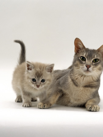 Domestic Cat, Burmese Mother With Her Lilac Kitten by Jane Burton Pricing Limited Edition Print image