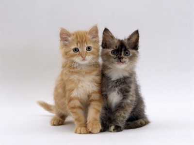 Domestic Cat, 8-Week, Fluffy Tortoiseshell And Ginger Kittens by Jane Burton Pricing Limited Edition Print image