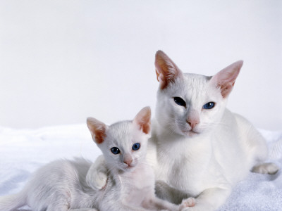 Domestic Cat, Female Foreign White With Kitten by Jane Burton Pricing Limited Edition Print image