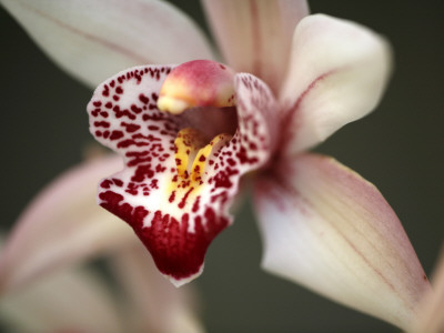 Orchid Portrait I by Nicole Katano Pricing Limited Edition Print image