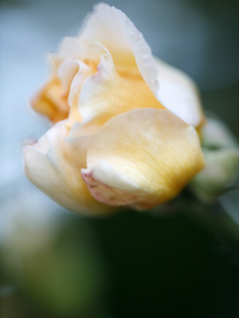 Vanilla Rose Ii by Nicole Katano Pricing Limited Edition Print image