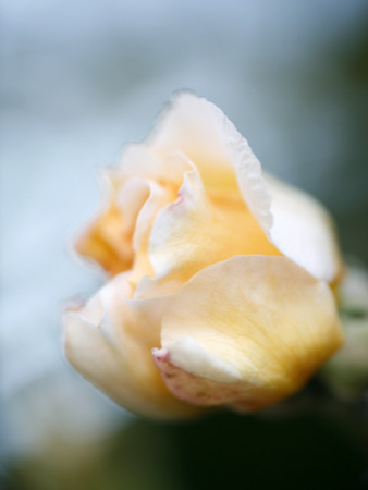 Vanilla Rose Iii by Nicole Katano Pricing Limited Edition Print image