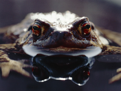 Common European Toad Female Portrait (Bufo Bufo) In Water, England by Chris Packham Pricing Limited Edition Print image