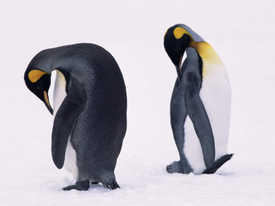 Two King Penguins Preening In Snow (Aptenodytes Patagoni) South Georgia by Lynn M. Stone Pricing Limited Edition Print image