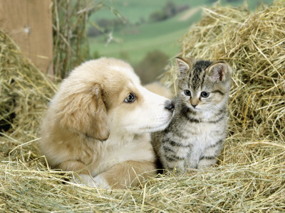 Domestic Kitten (Felis Catus) With Puppy (Canis Familiaris) In Hay by Jane Burton Pricing Limited Edition Print image