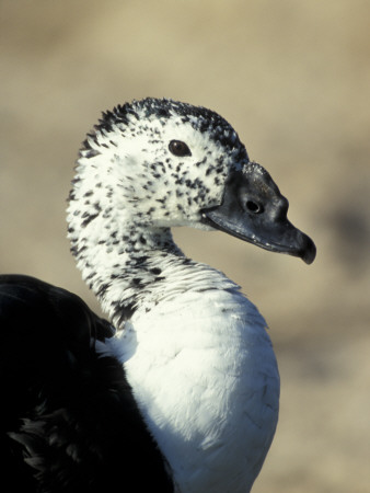 South American Comb Duck by Colin Seddon Pricing Limited Edition Print image