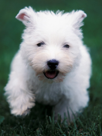 West Highland Terrier / Westie Puppy Walking by Adriano Bacchella Pricing Limited Edition Print image