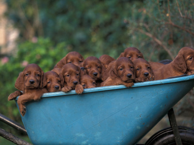 Domestic Dogs, A Wheelbarrow Full Of Irish / Red Setter Puppies by Adriano Bacchella Pricing Limited Edition Print image